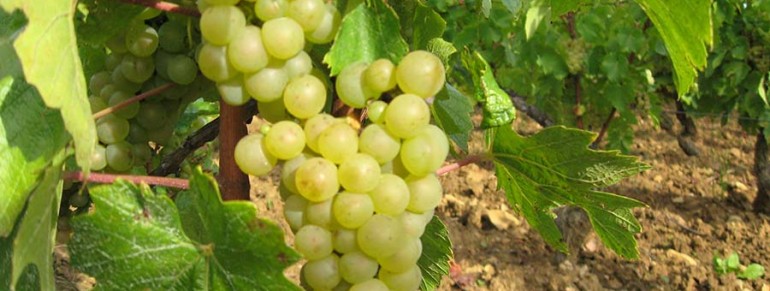 Grappe de raisin Aladame